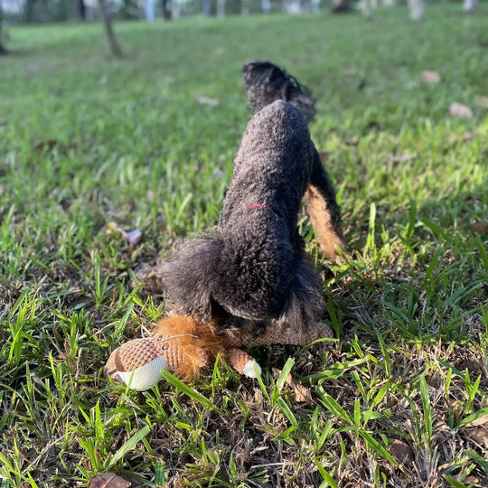 Squeaky dog toy for daily fun