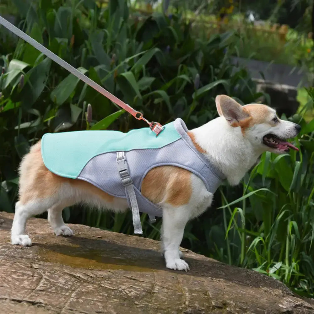 Dog cooling vest for summer walks