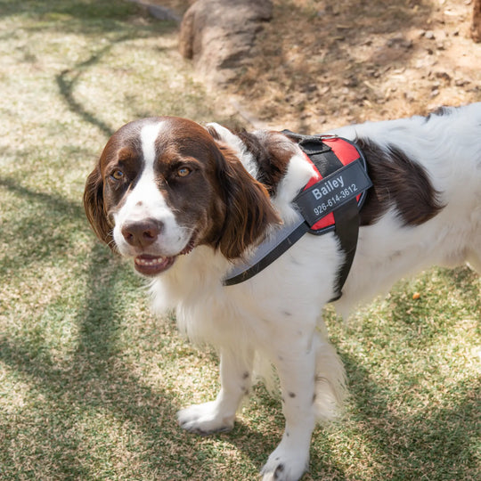 red no pull dog harness