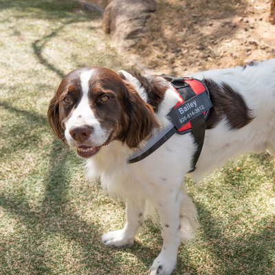 Personalized No Pull Dog Harness