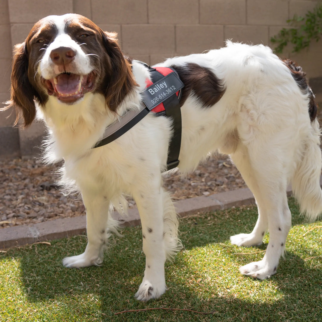 black no pull dog harness