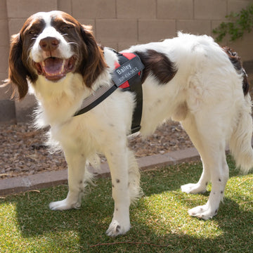 Personalized No Pull Dog Harness