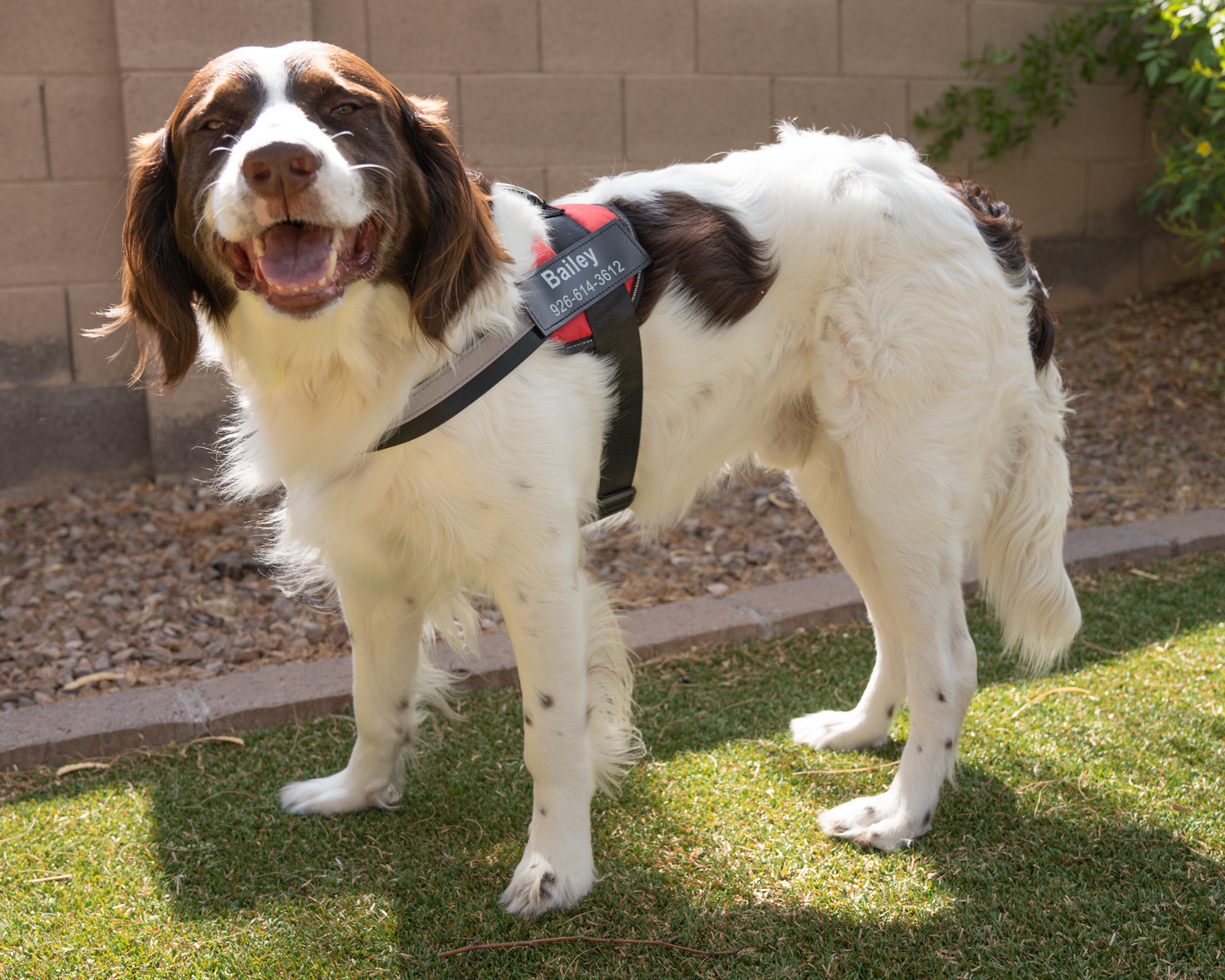 Personalized No Pull Dog Harness