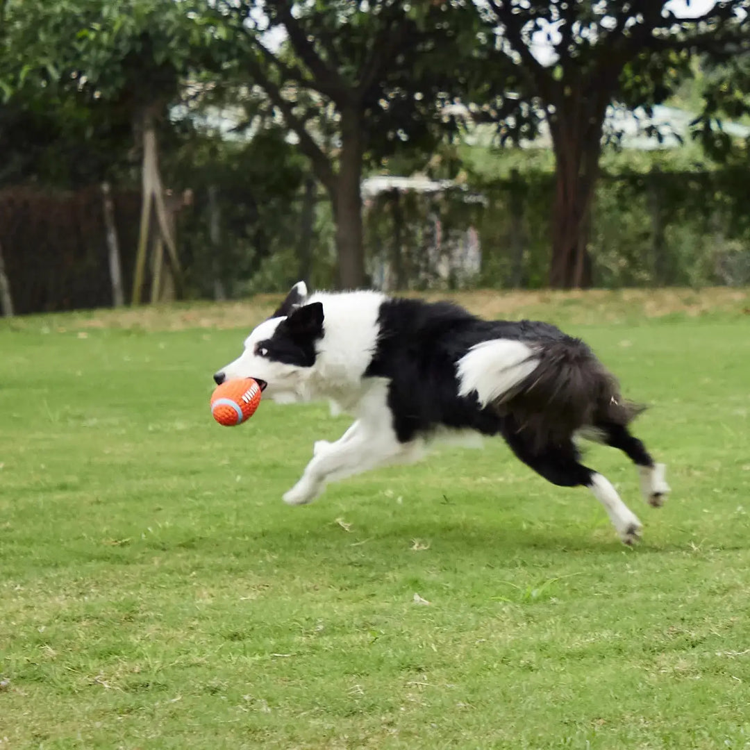 Long-lasting dog toy ball with squeaker inside