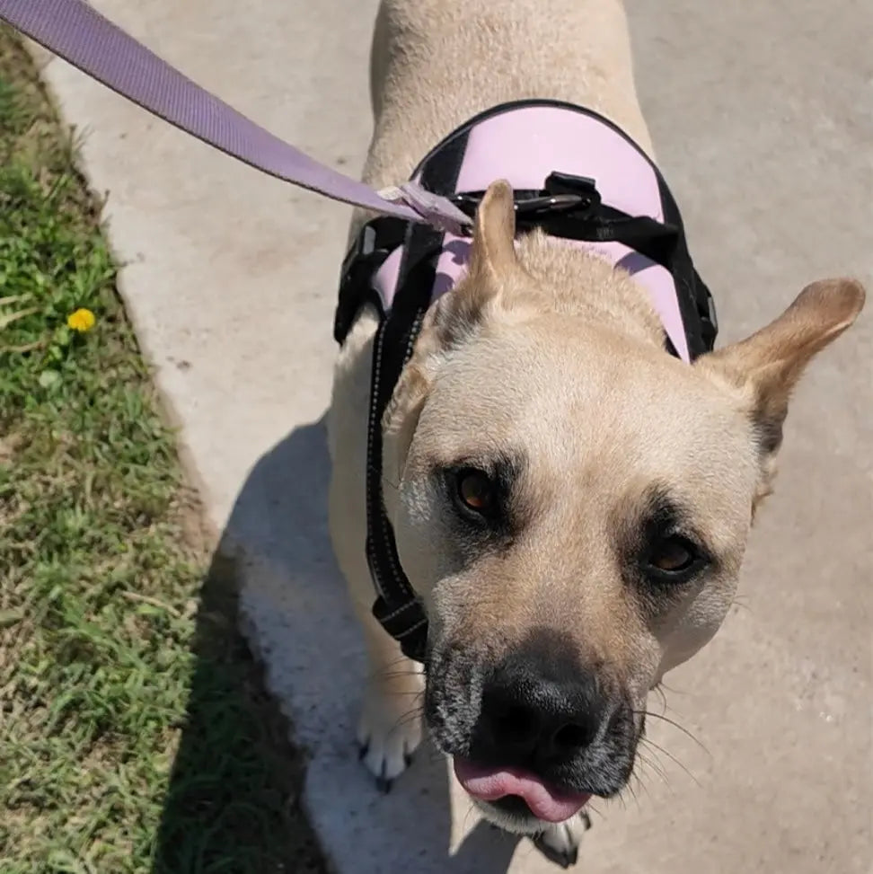 most comfortable harness for dogs
top rated harness for dogs
personalized harness for dog
comfort harness for dogs
best harness for dogs
personalized velcro patches for dog harness
best dog harness
best dog harness for walking