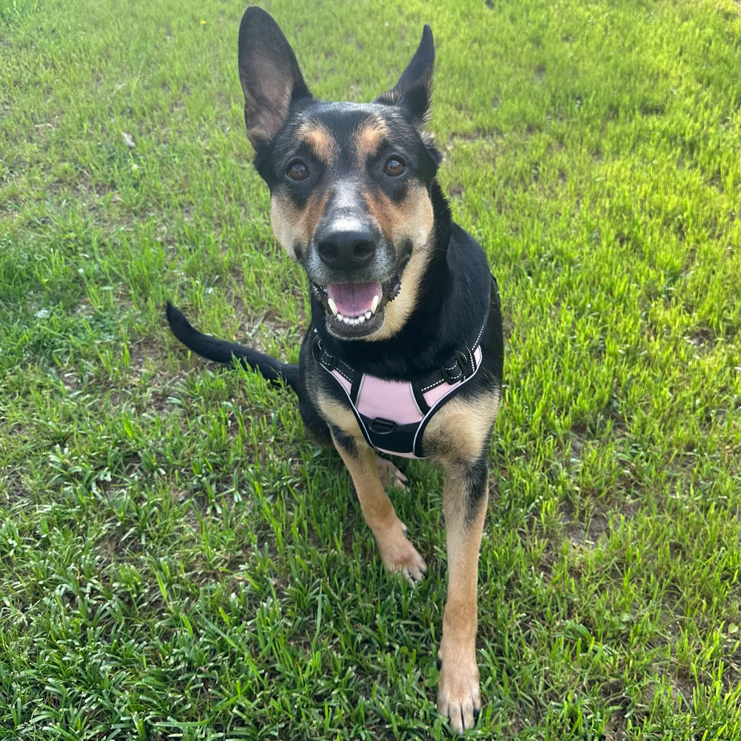 best harness for dogs
personalized velcro patches for dog harness
best dog harness
best dog harness for walking