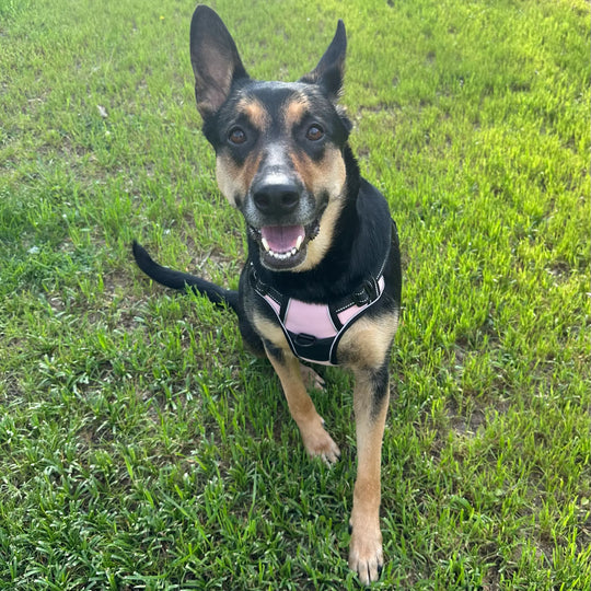 best harness for dogs
personalized velcro patches for dog harness
best dog harness
best dog harness for walking