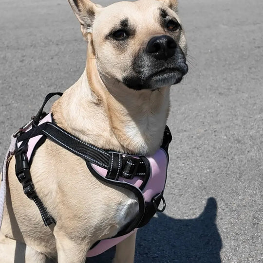 best harness for dogs
personalized velcro patches for dog harness
best dog harness
best dog harness for walking