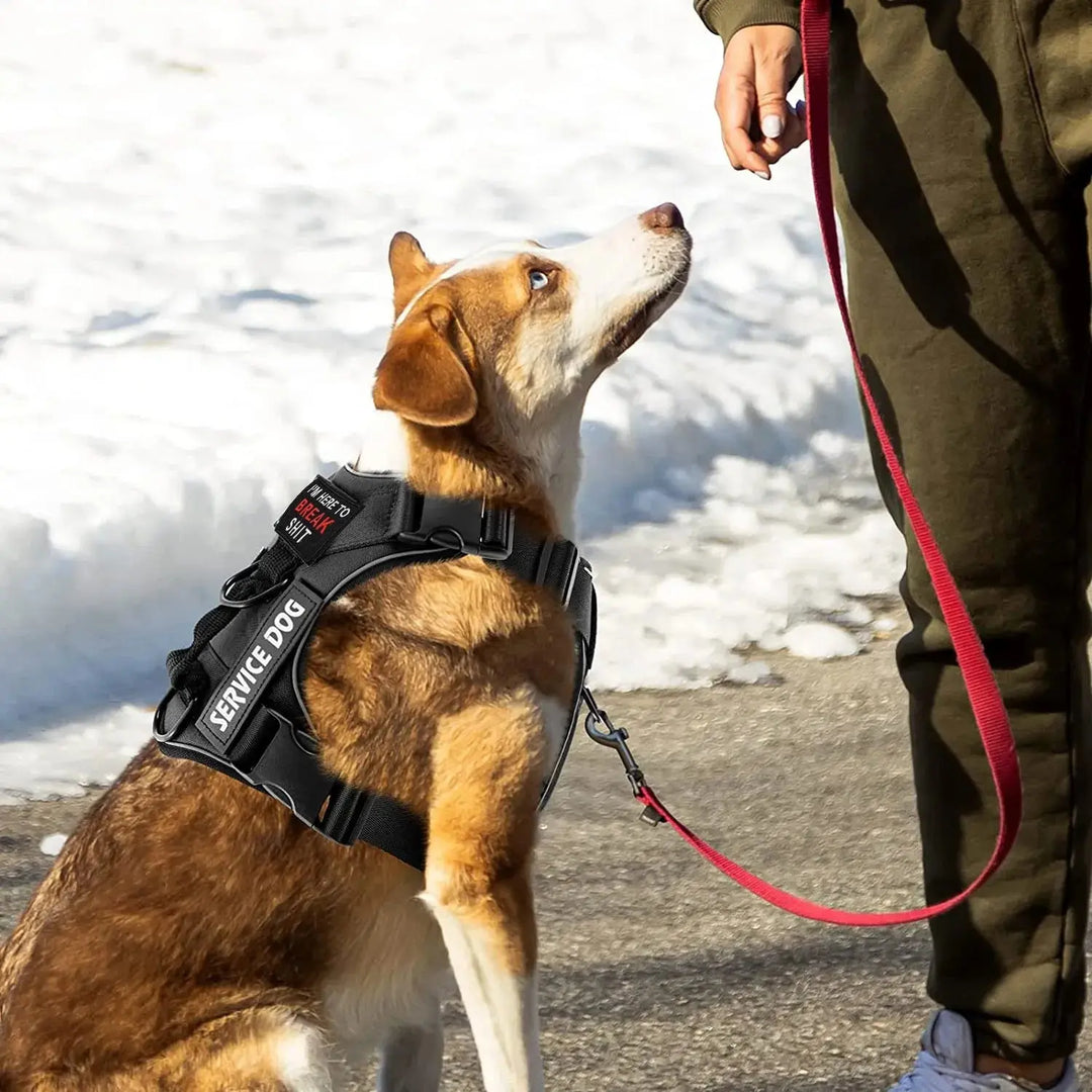 Adjustable TacticalTailor harness with quick-release buckles

