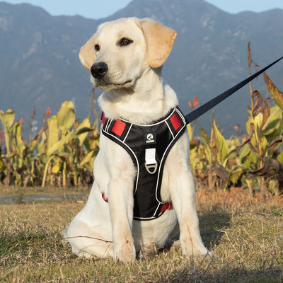 SafePaws Reflective Dog Harness