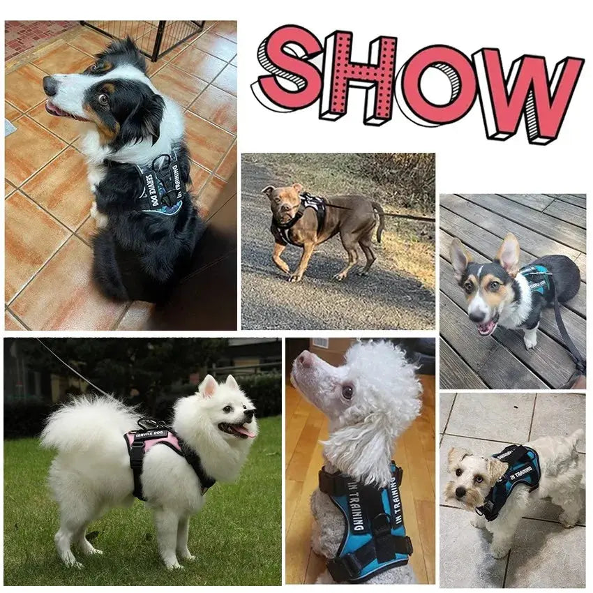 Tactical dog harness with leash attachment point

