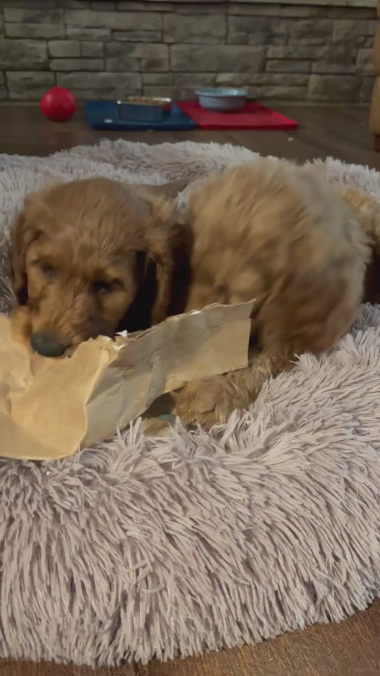 Fluffy anti-anxiety dog bed in light gray

