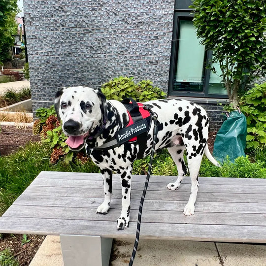 red_no_pull_dog_harness