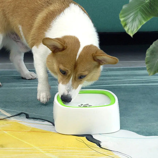 Green colored pet water bowl